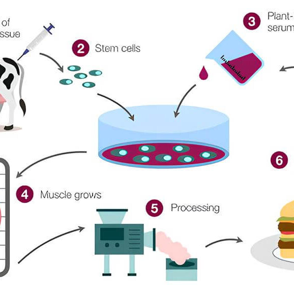 Cell-Cultured Meat
