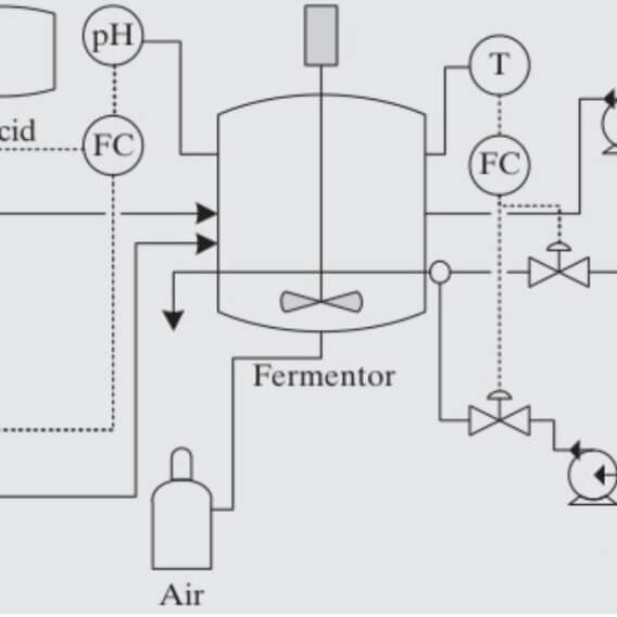 fermentation process