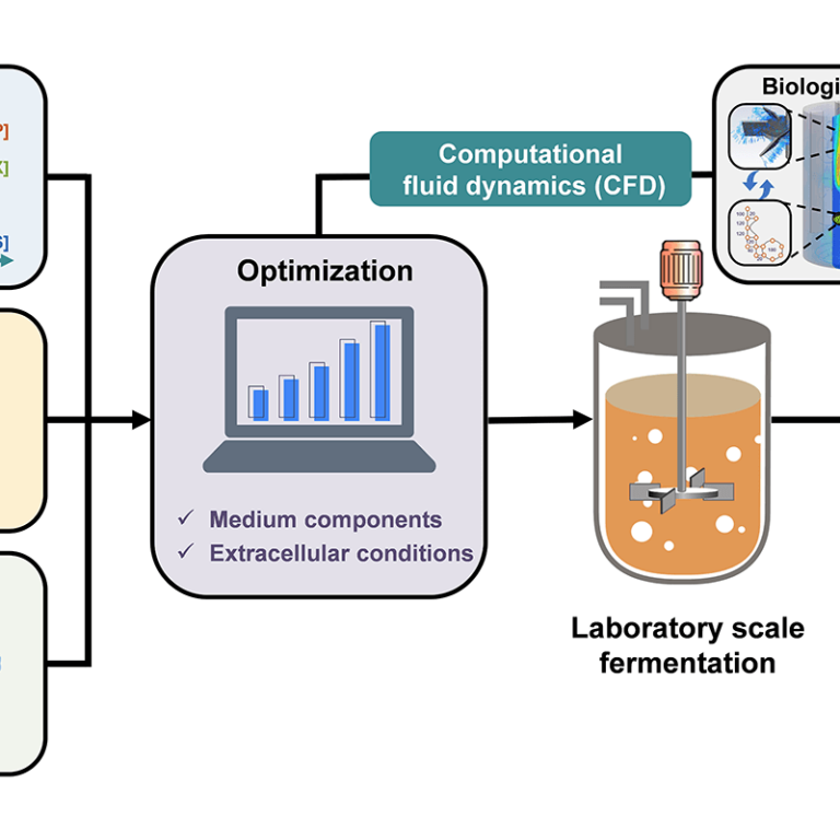 fermentation metabolism