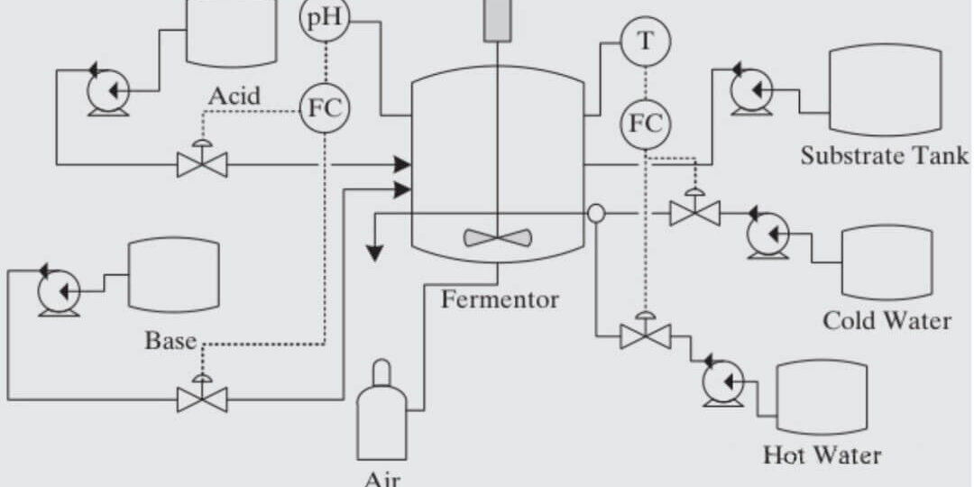 fermentation process
