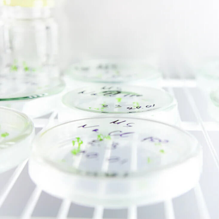 Suspension Culture Technology