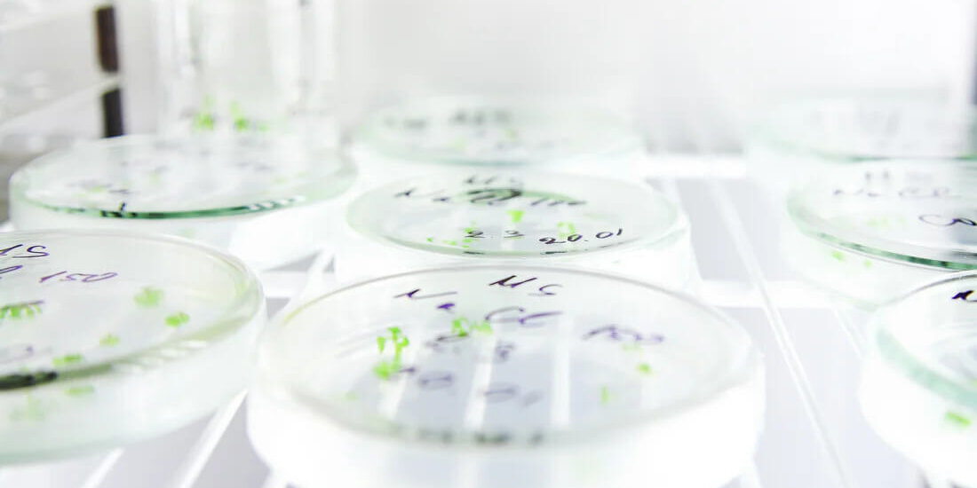 Suspension Culture Technology