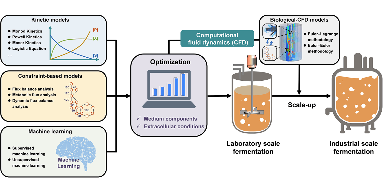 fermentation metabolism